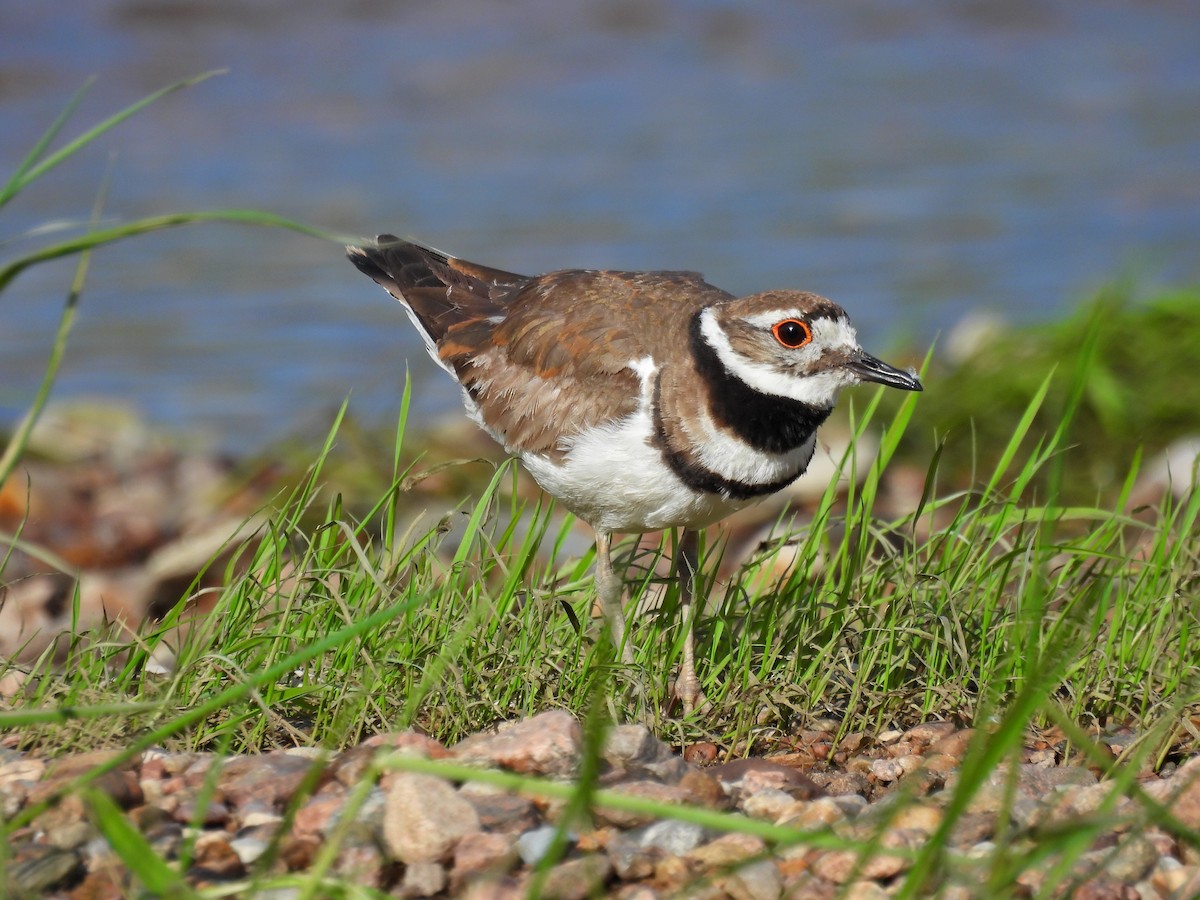 Killdeer - ML620700177