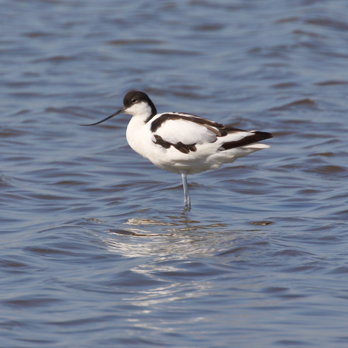 Avoceta Común - ML620700178