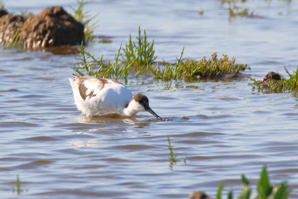 Avocette élégante - ML620700179