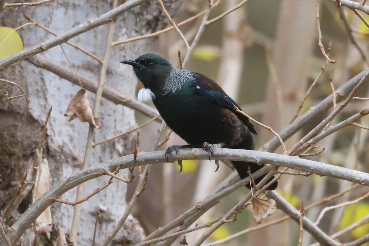 Mielero Tui - ML620700180