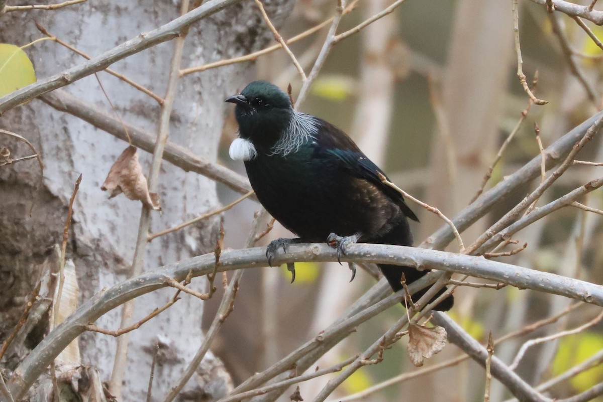 Mielero Tui - ML620700181