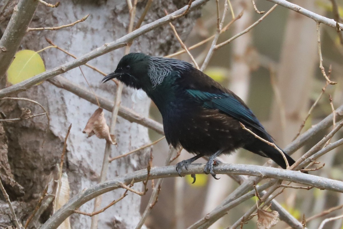 Mielero Tui - ML620700182