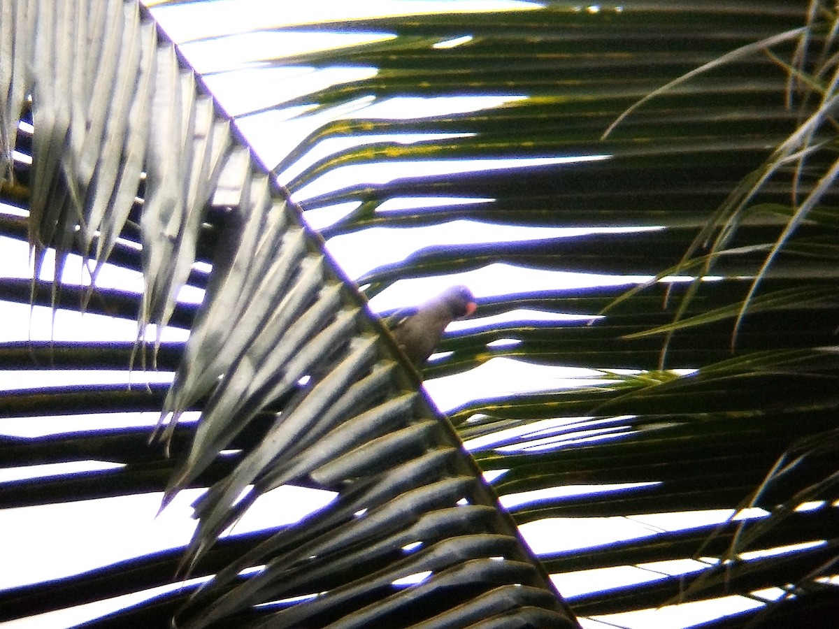 Blue-rumped Parrot - ML620700185