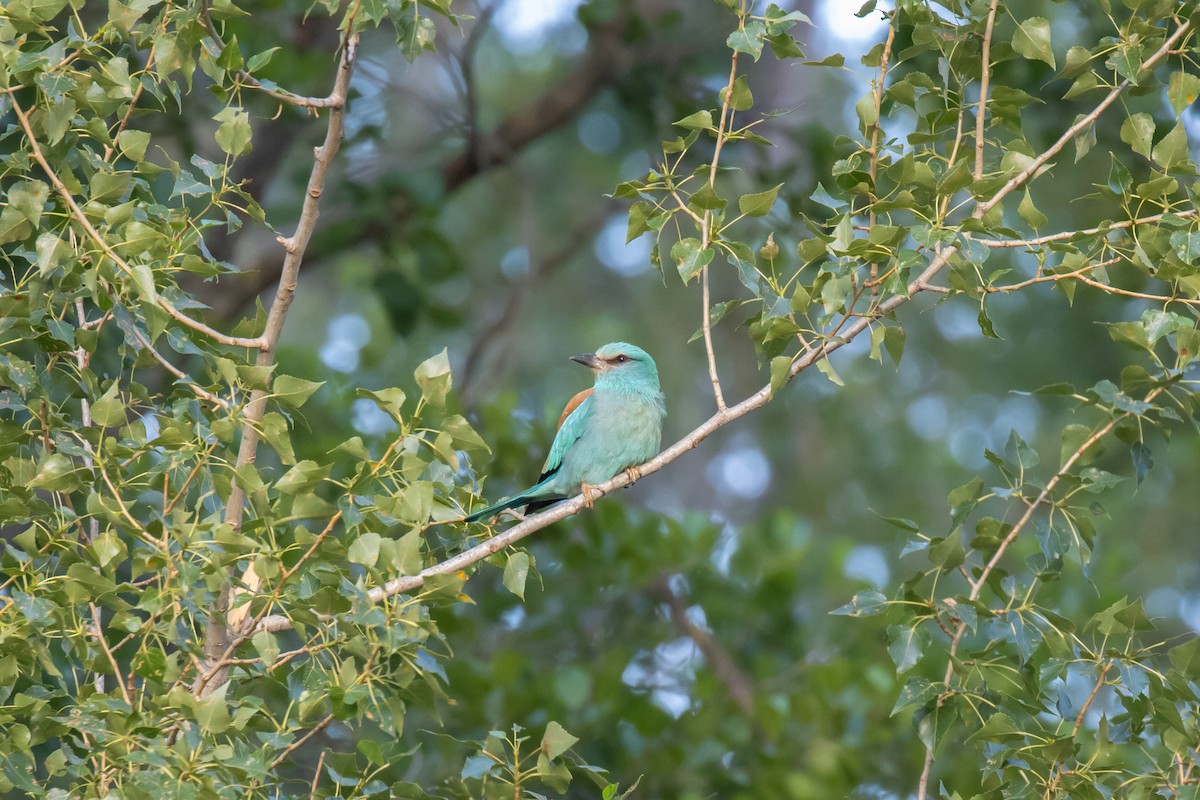 European Roller - ML620700186