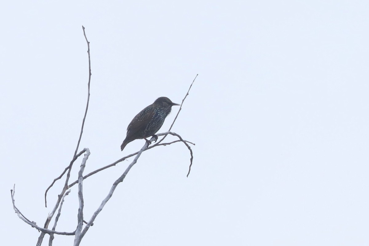 European Starling - ML620700187