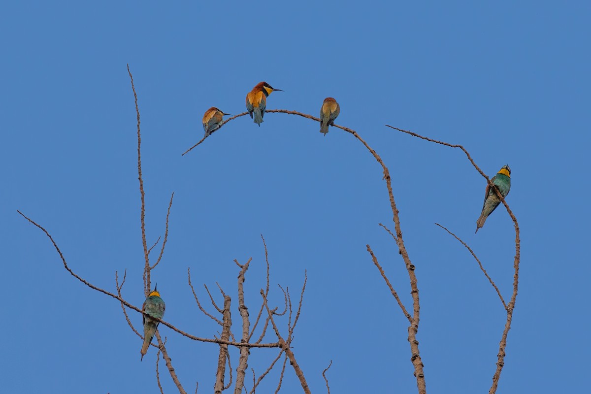 European Bee-eater - ML620700189