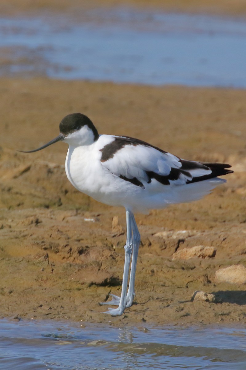 Avocette élégante - ML620700193