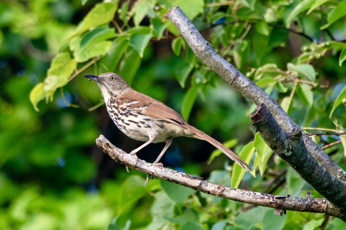 Brown Thrasher - ML620700194