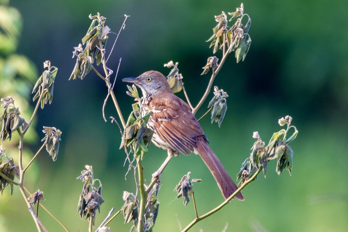 Brown Thrasher - ML620700197