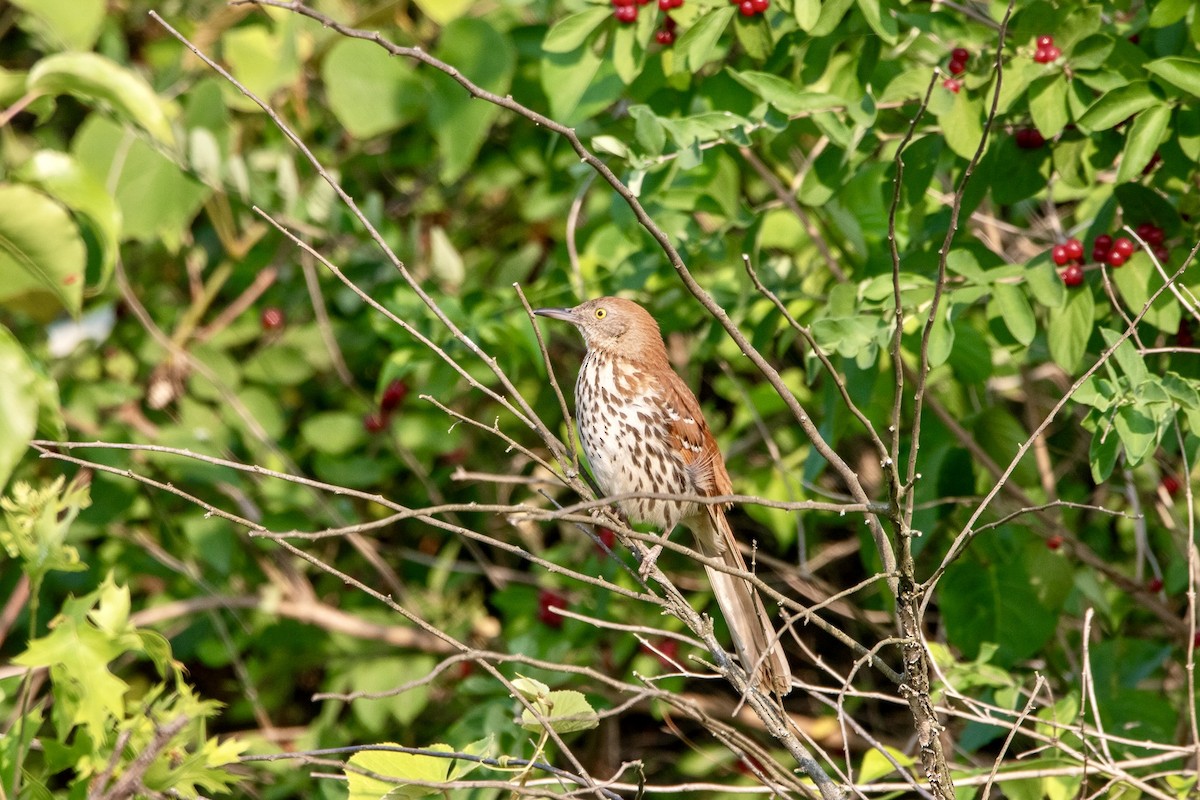 Brown Thrasher - ML620700198