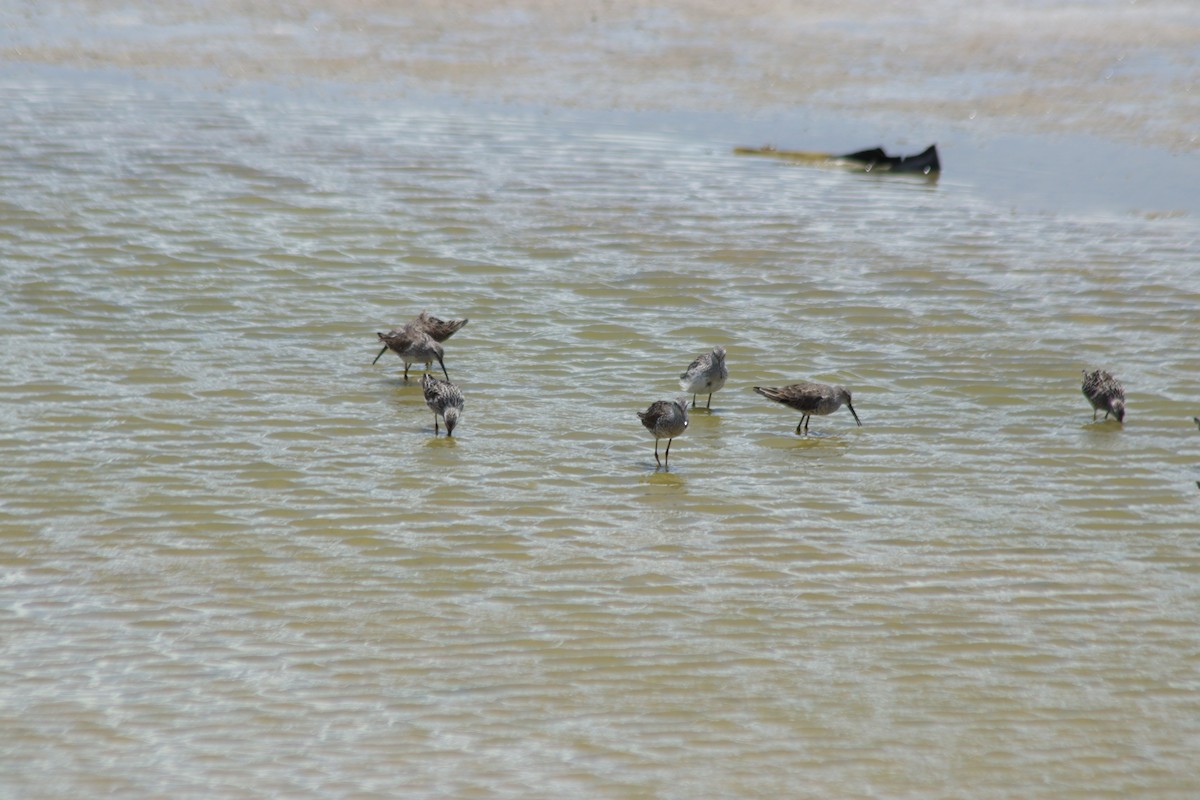 Bindenstrandläufer - ML620700199