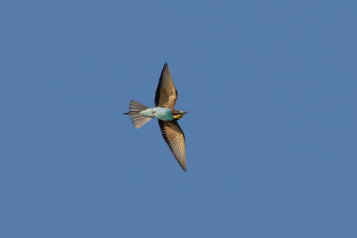 European Bee-eater - ML620700200