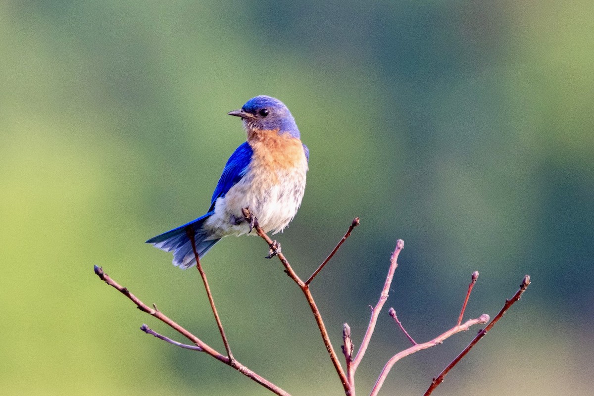 Eastern Bluebird - ML620700202