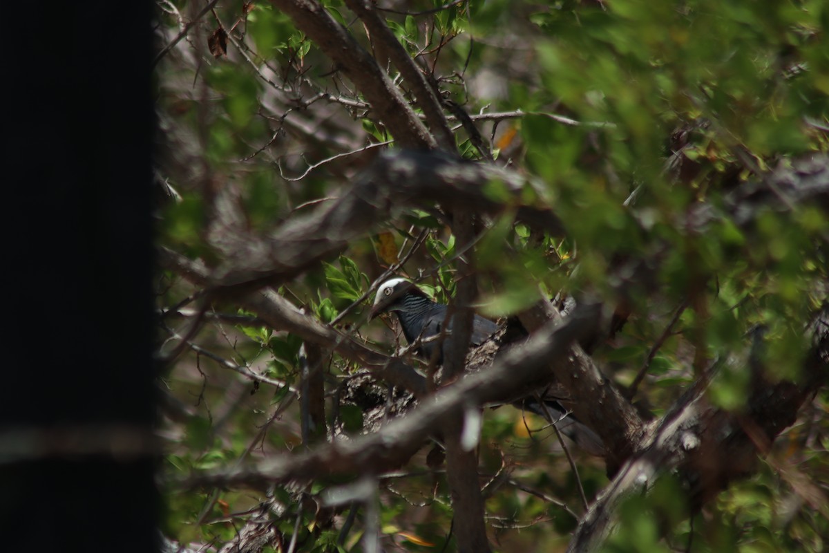 White-crowned Pigeon - ML620700203