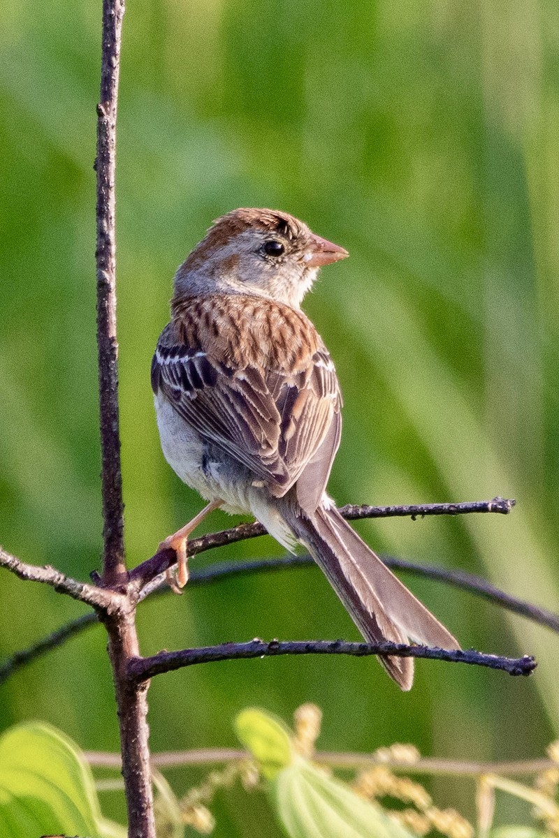 Field Sparrow - ML620700204