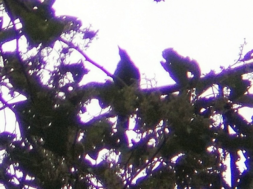 Lesser Cuckooshrike - ML620700208