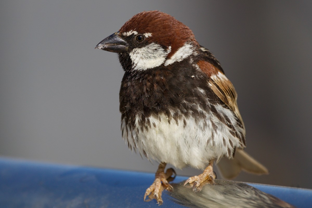 Spanish Sparrow - ML620700210