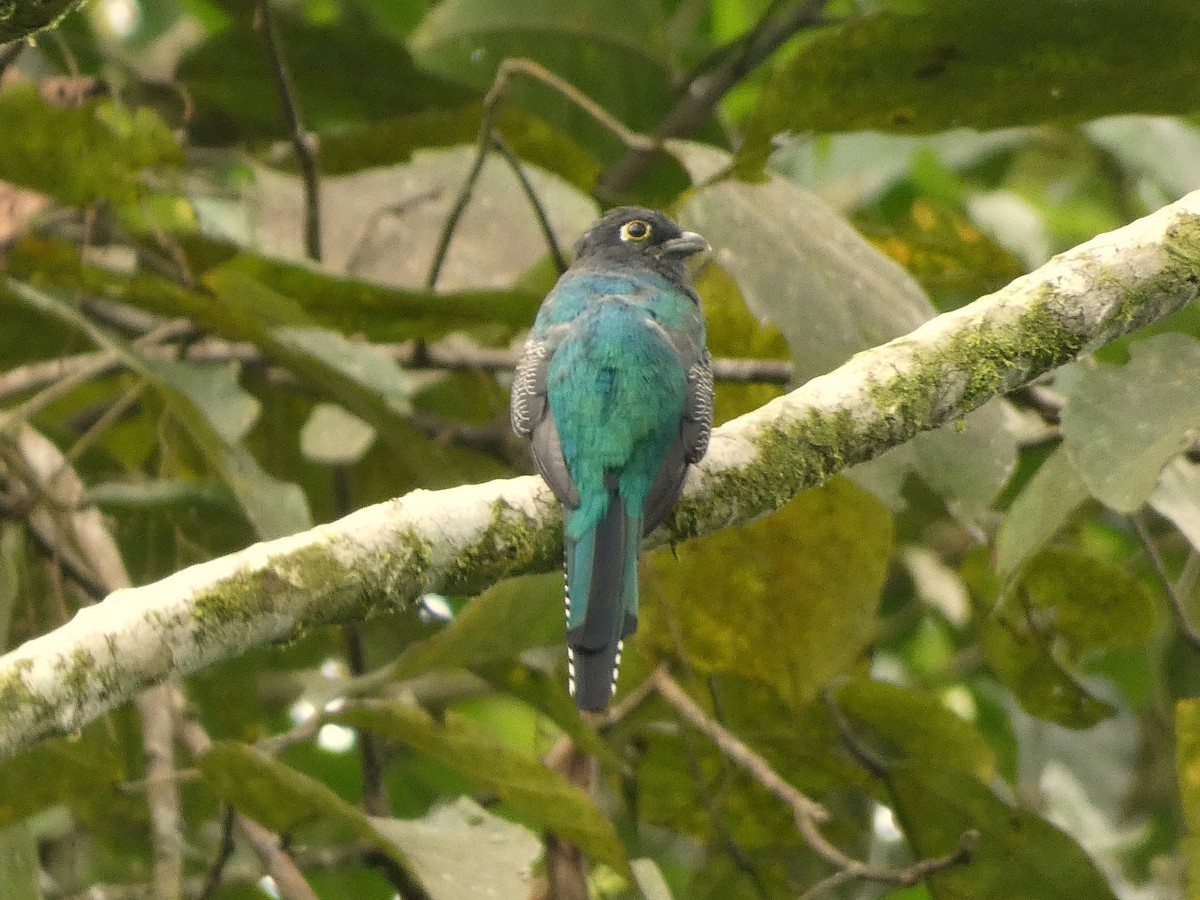 trogon podvazkový - ML620700213