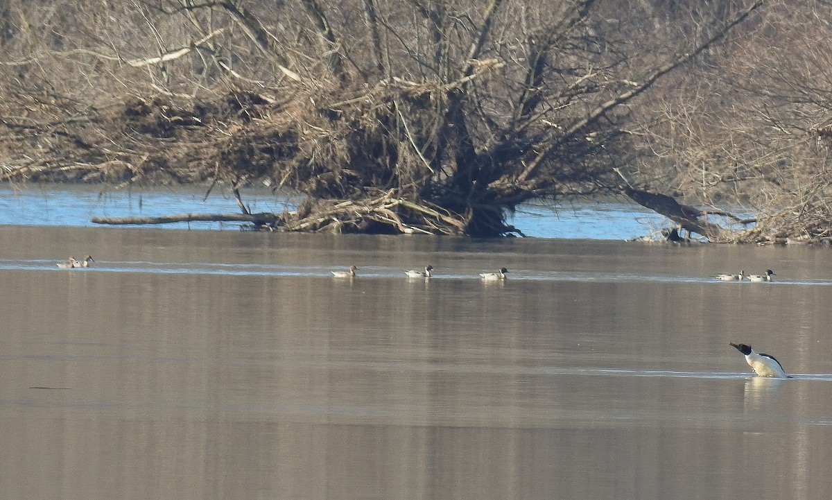 Northern Pintail - ML620700214