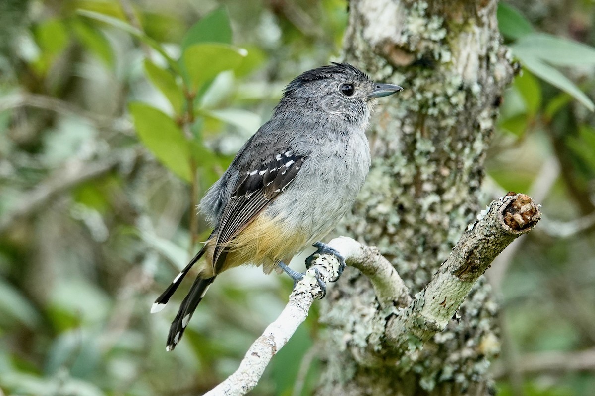 Variable Antshrike - Monica Rebuffo