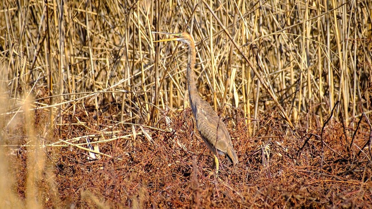 Héron pourpré - ML620700219