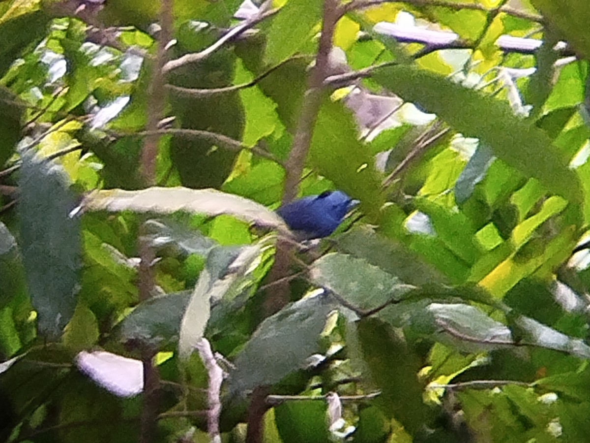 Black-naped Monarch - ML620700222