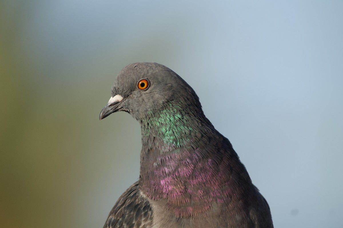 Rock Pigeon (Feral Pigeon) - ML620700225