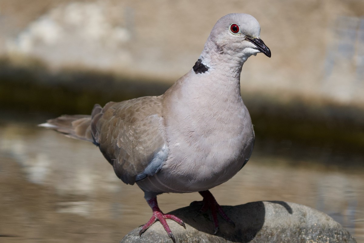 Eurasian Collared-Dove - ML620700228