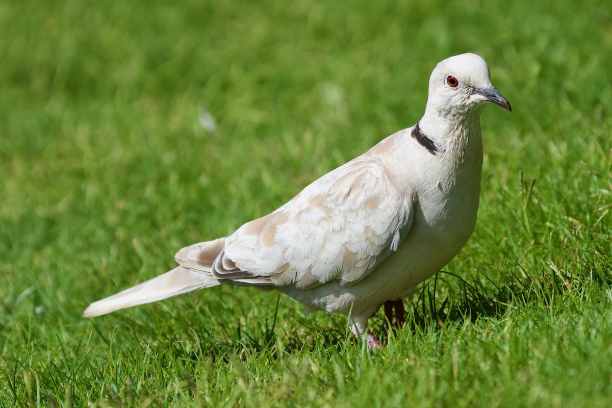 African Collared-Dove (Domestic type or Ringed Turtle-Dove) - ML620700230