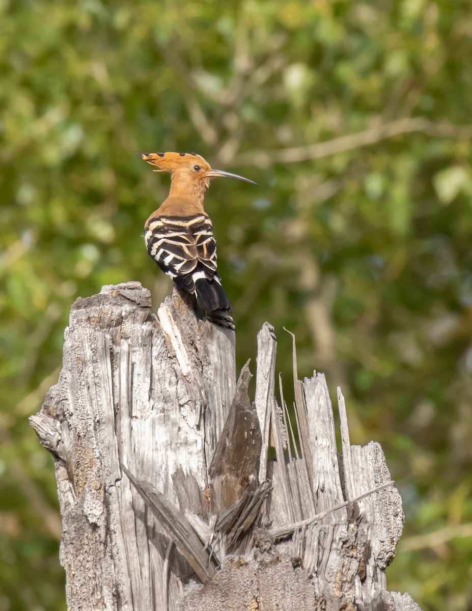 Eurasian Hoopoe - Vincent Dor