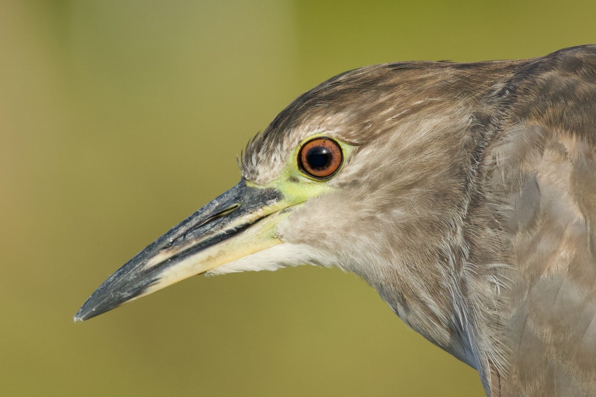 Black-crowned Night Heron - ML620700233