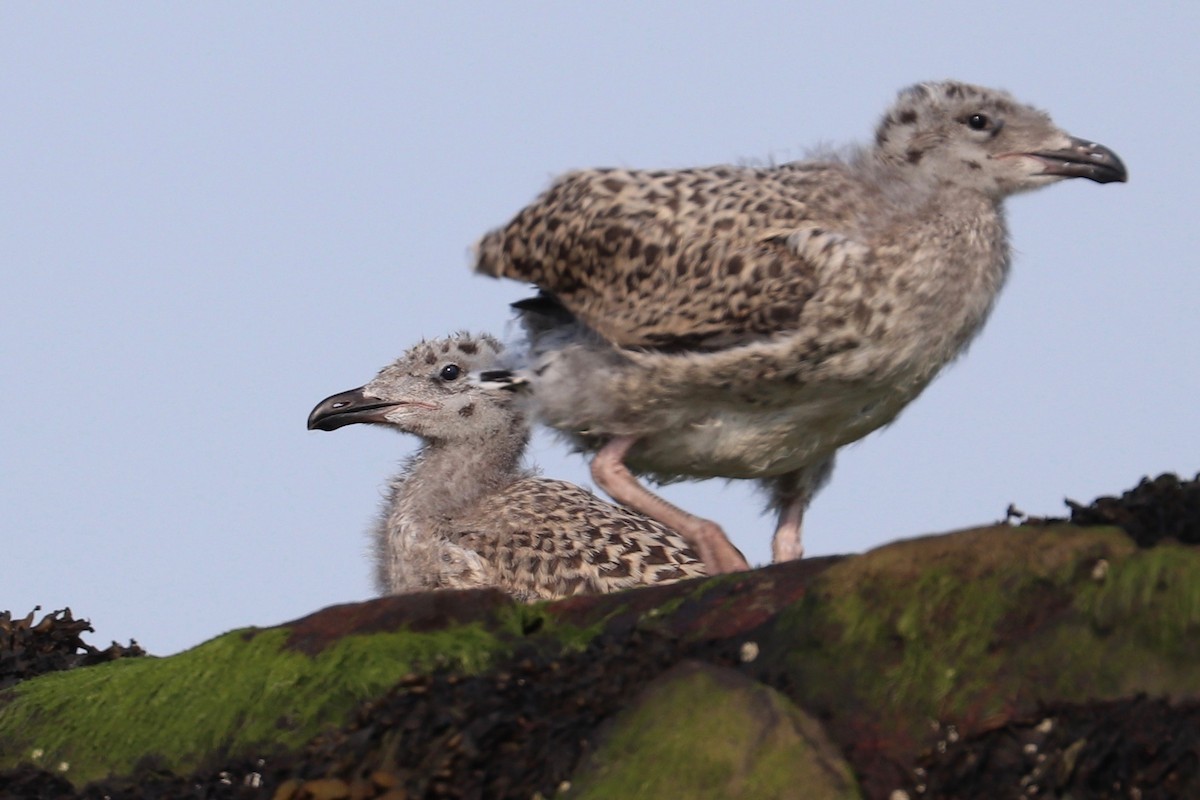 Great Black-backed Gull - ML620700234