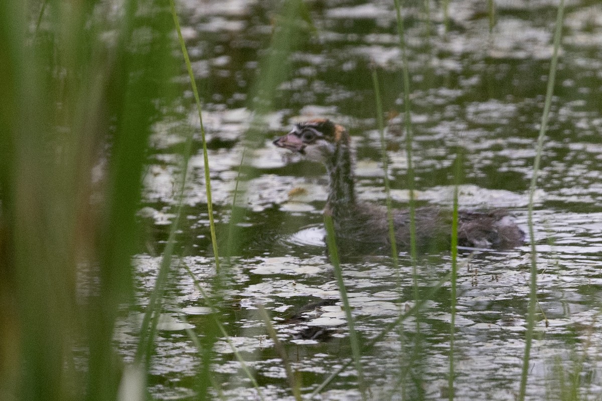 Pied-billed Grebe - ML620700235