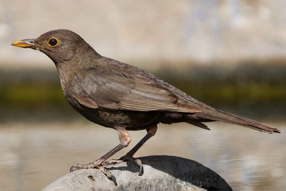 Eurasian Blackbird - ML620700237