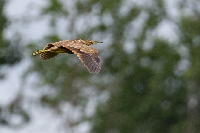 American Bittern - ML620700240