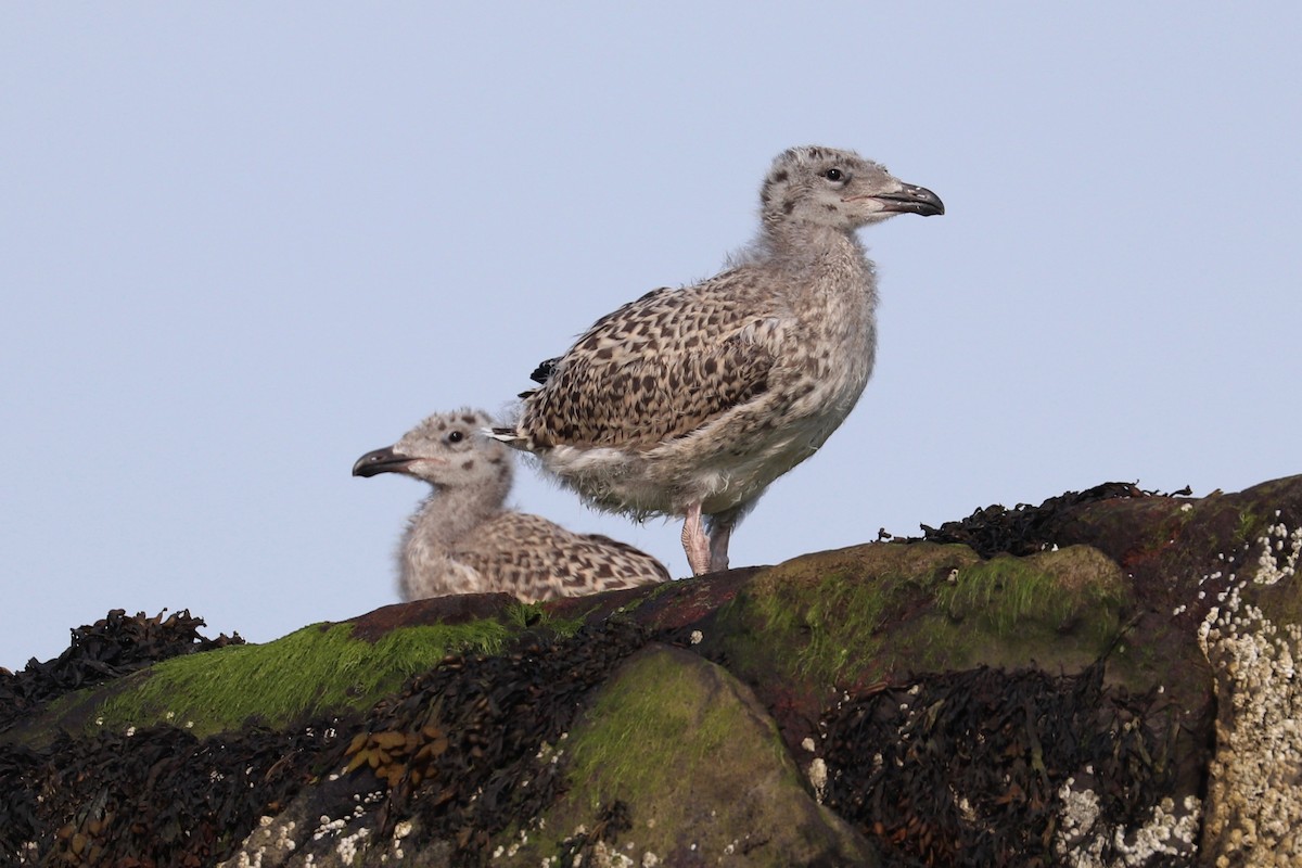 Great Black-backed Gull - Hailey Clancy