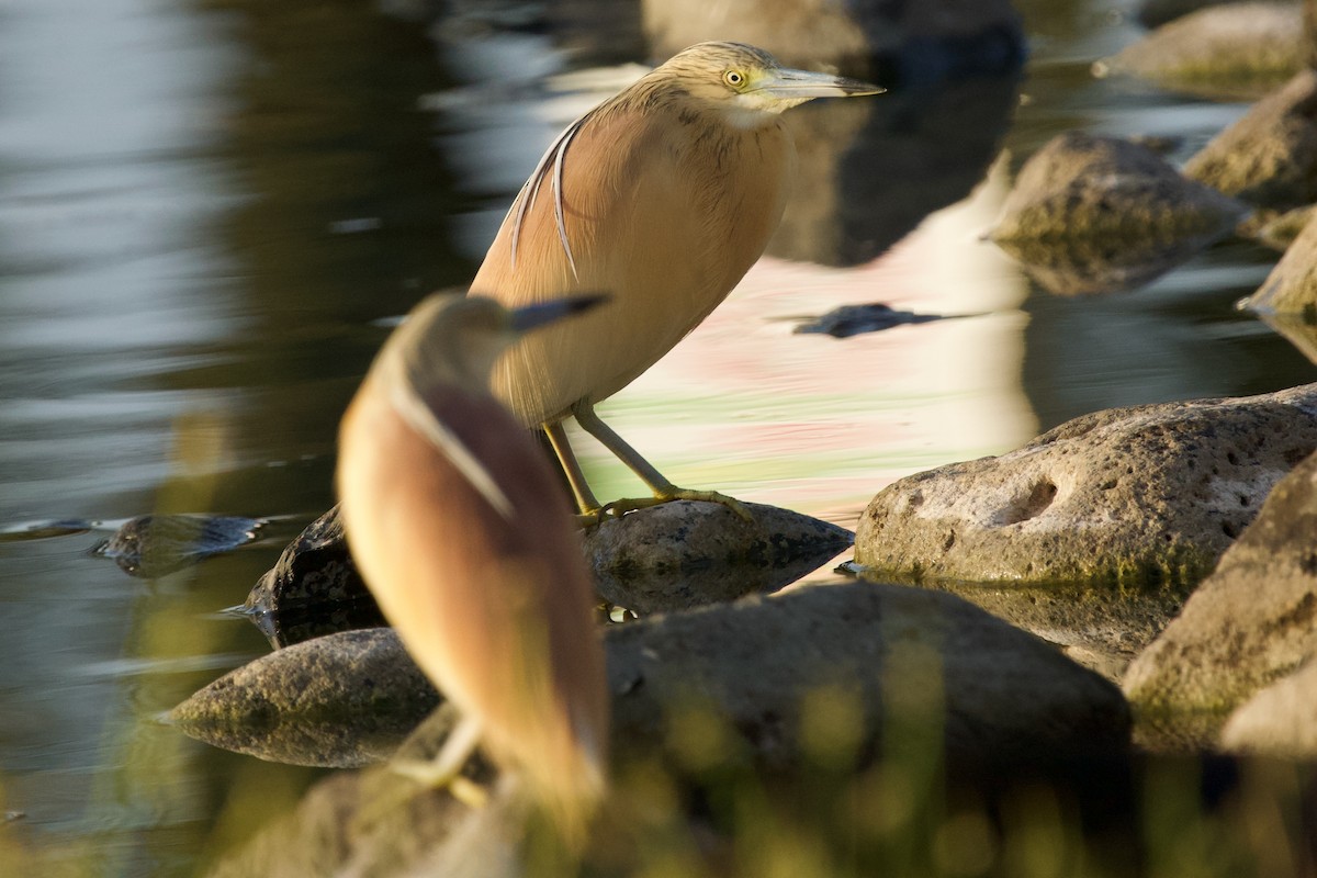 Squacco Heron - ML620700242