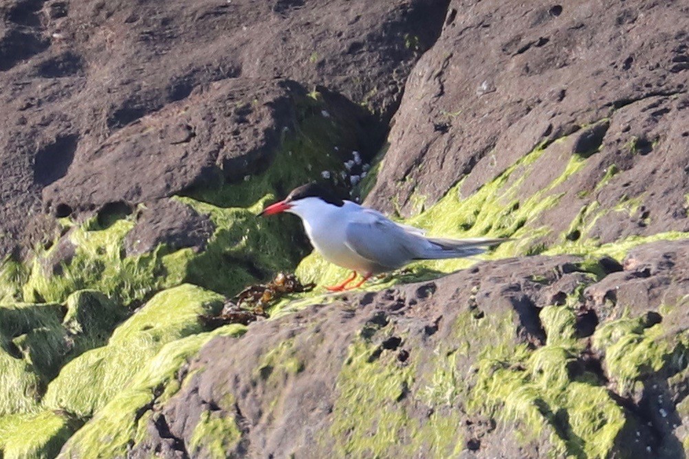 Common Tern - ML620700244