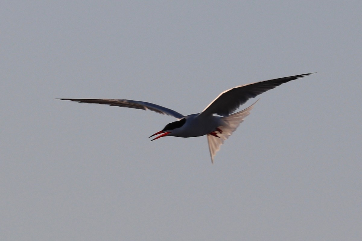 Common Tern - ML620700248