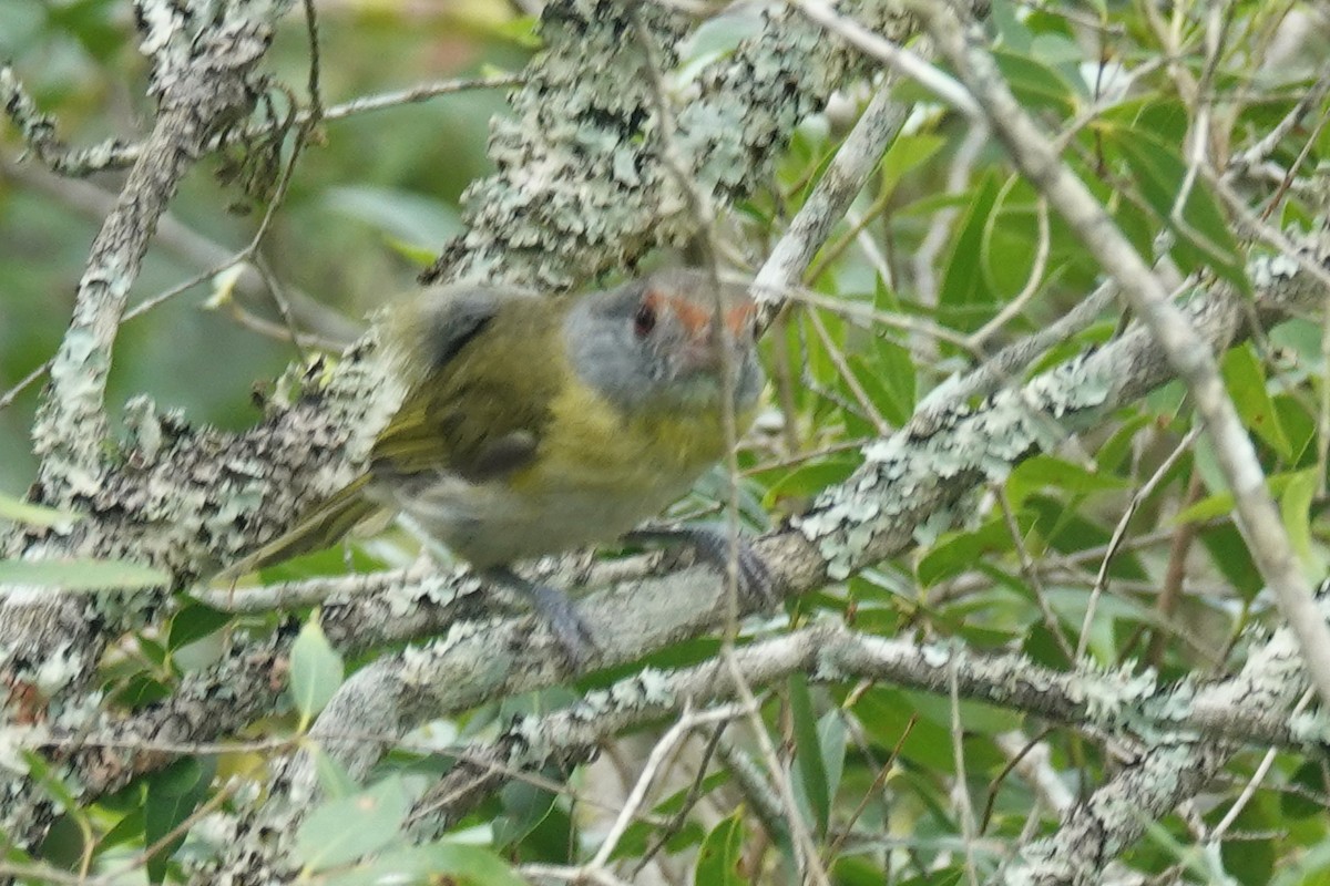 Rufous-browed Peppershrike - ML620700251