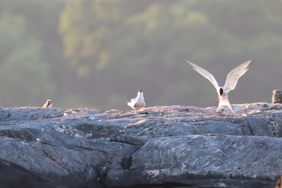 Common Tern - ML620700259