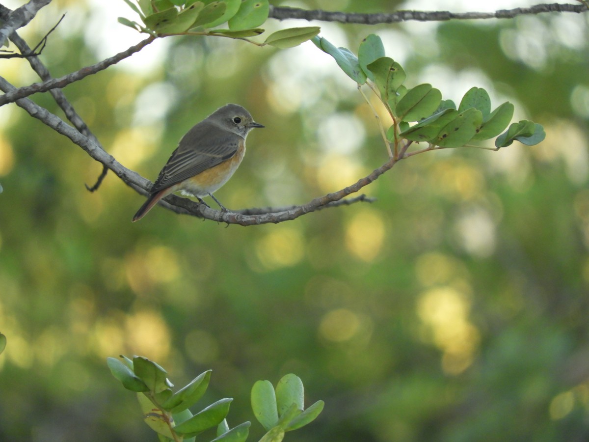 Common Redstart - ML620700263