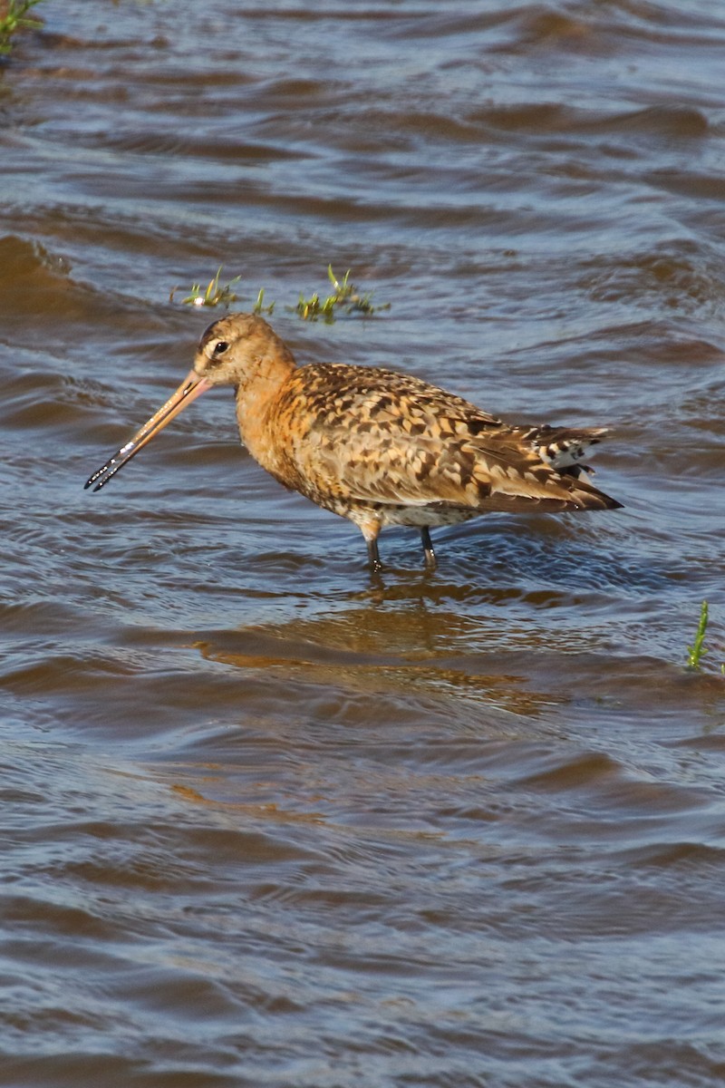 Black-tailed Godwit - ML620700265