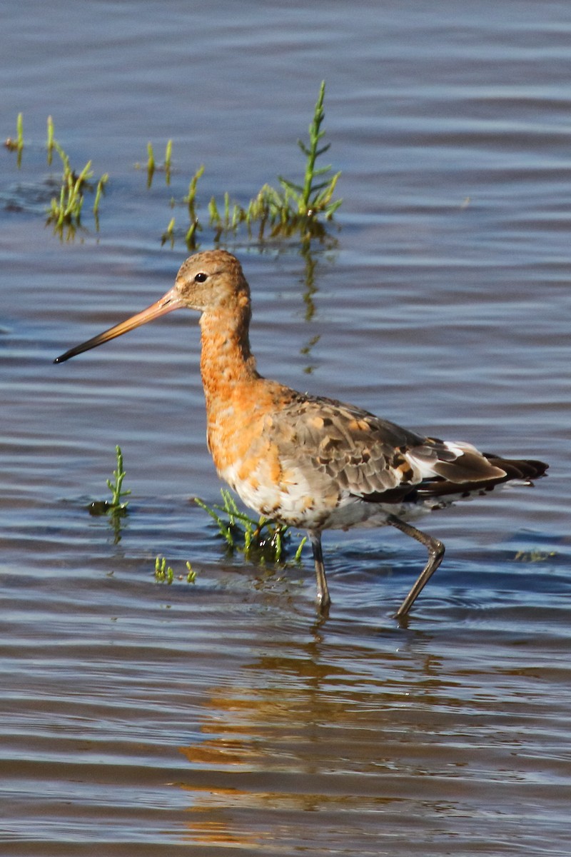 Black-tailed Godwit - Paul Anderson