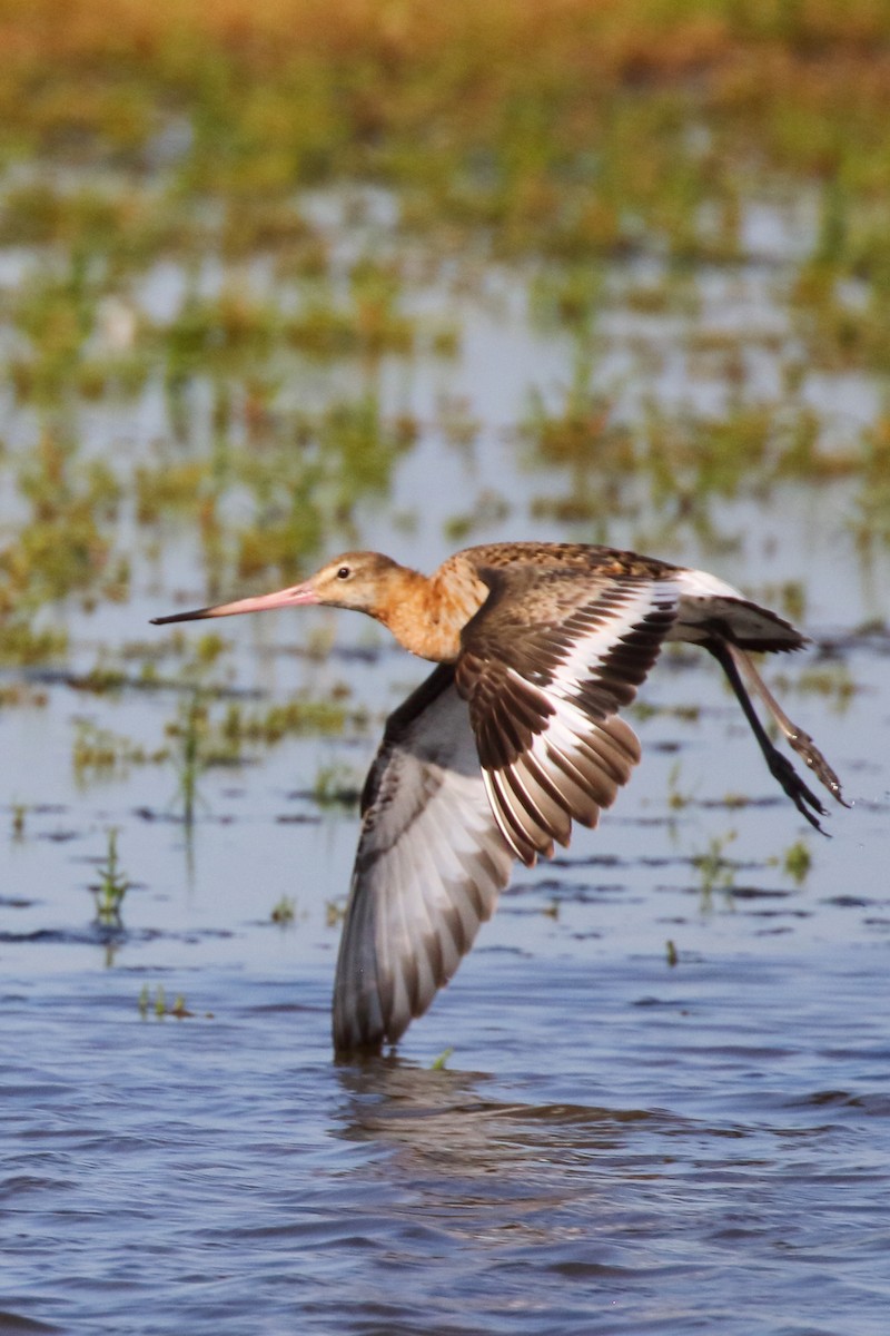 Black-tailed Godwit - ML620700268