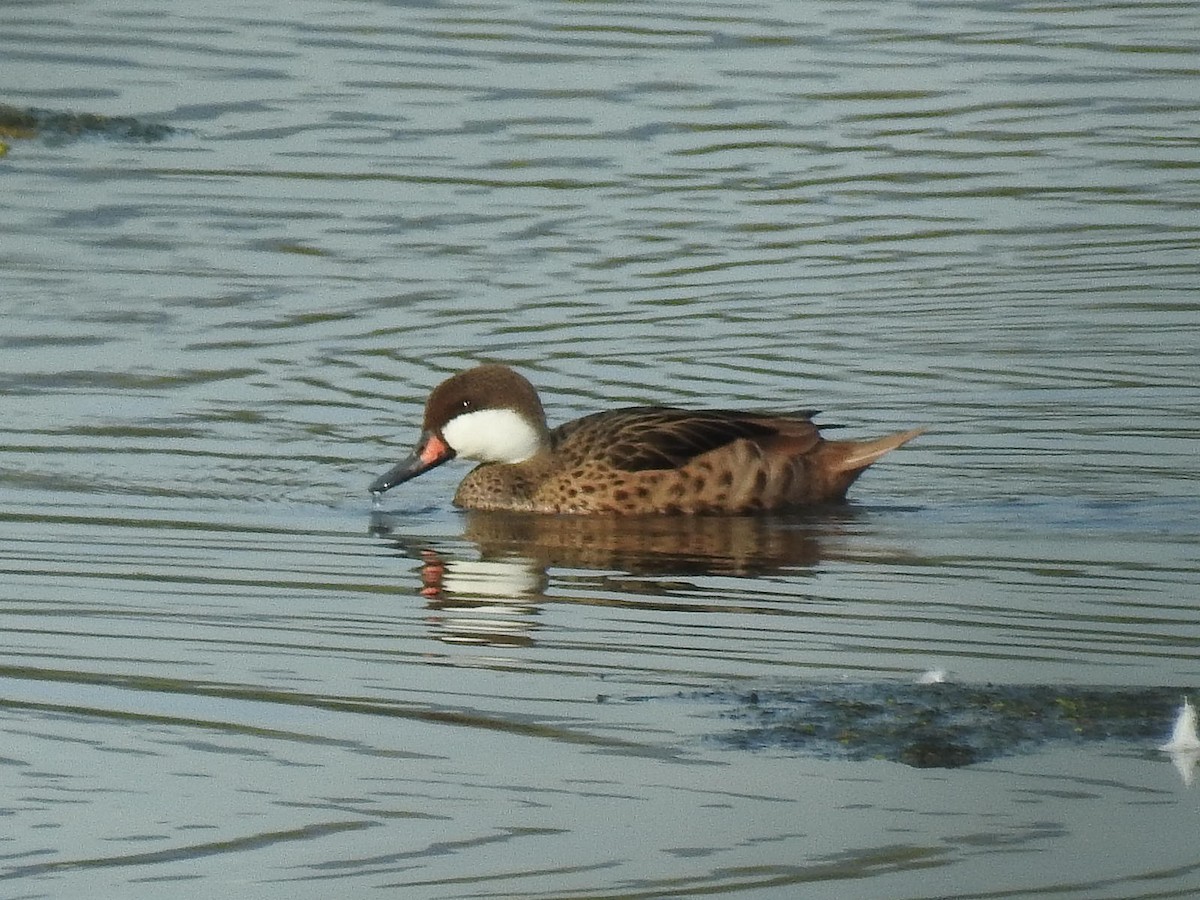 duck sp. - ML620700270