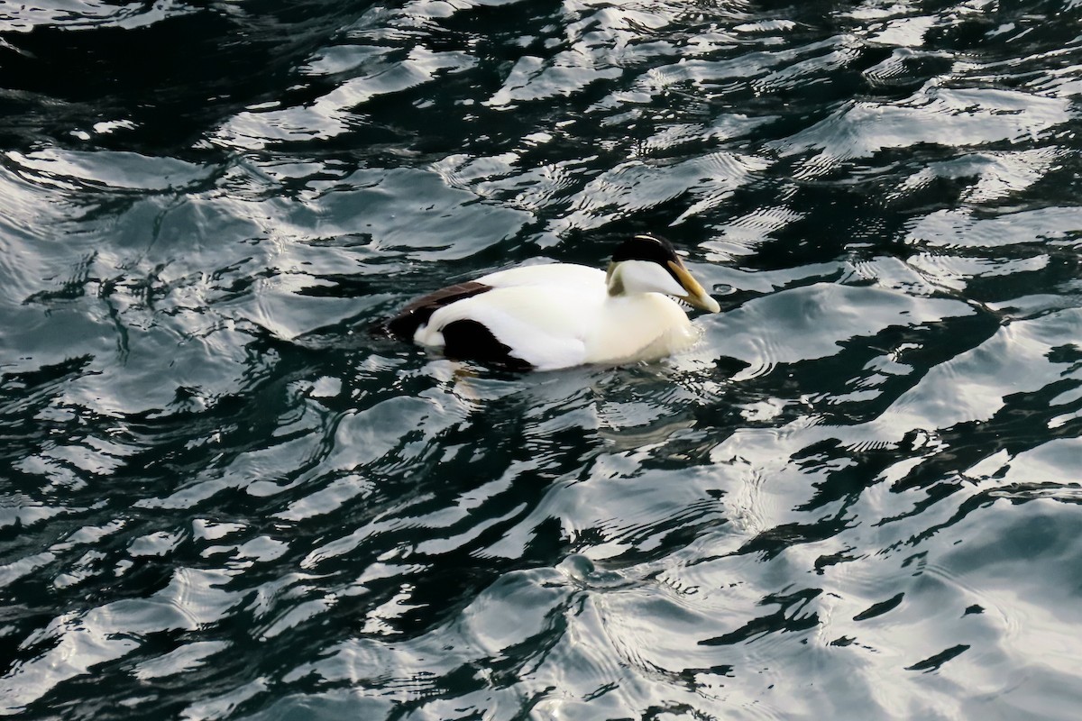 Common Eider - ML620700276