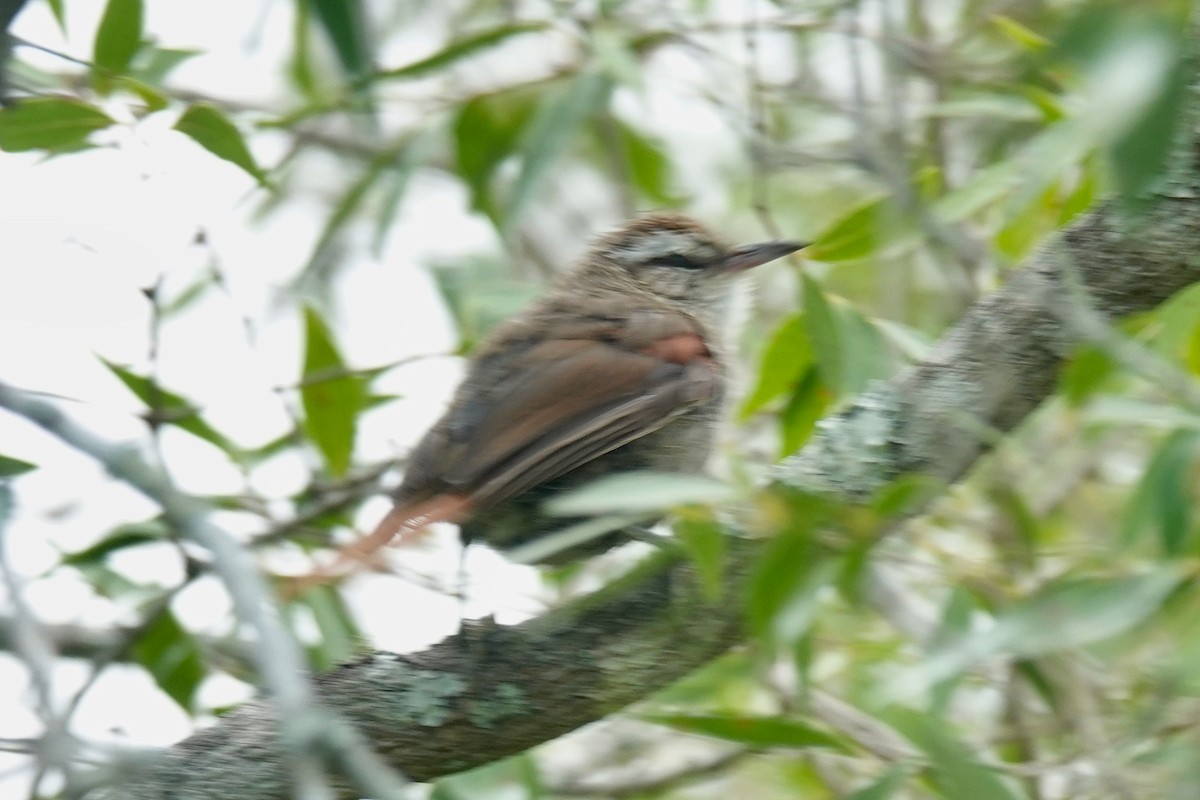 Stripe-crowned Spinetail - ML620700282