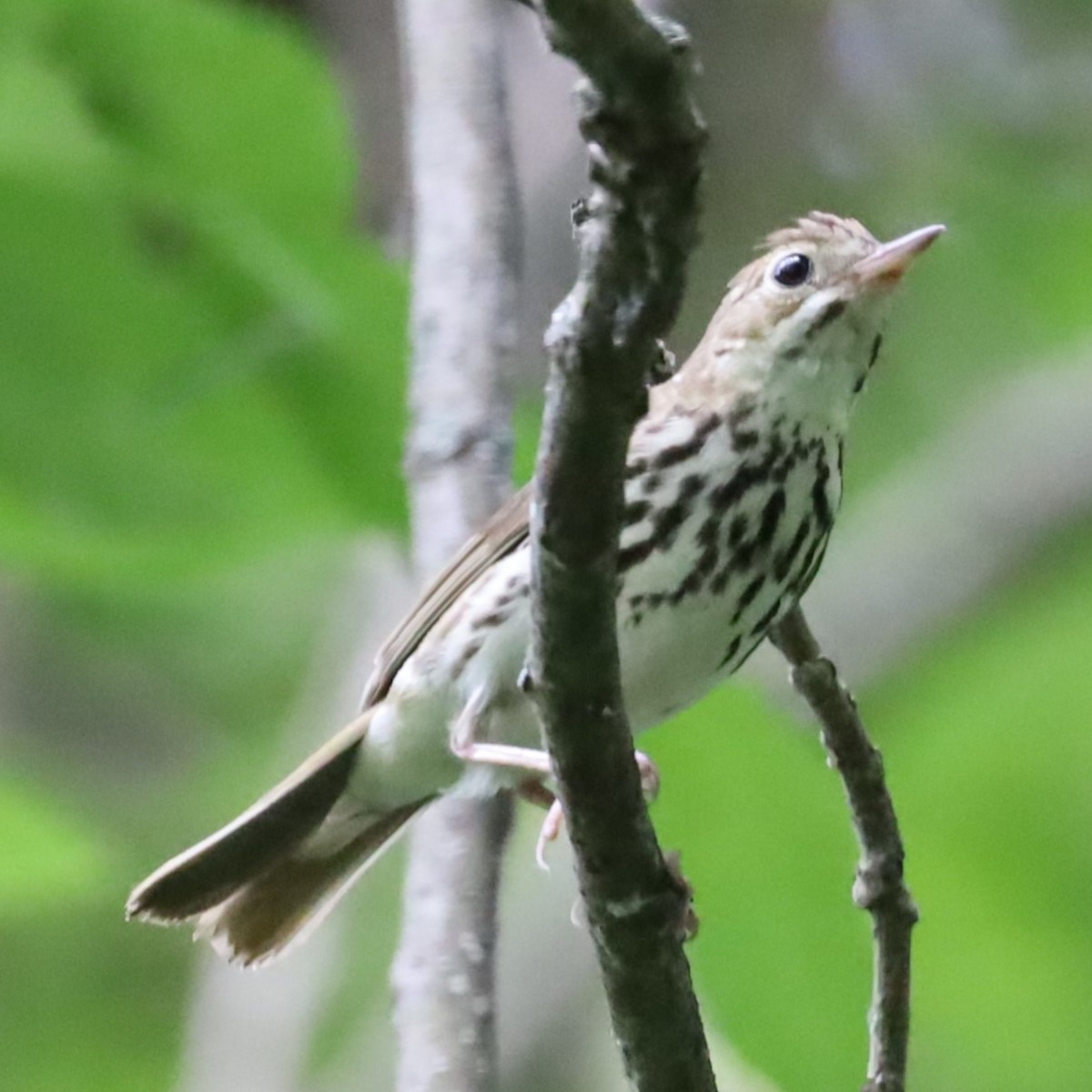 Ovenbird - ML620700283