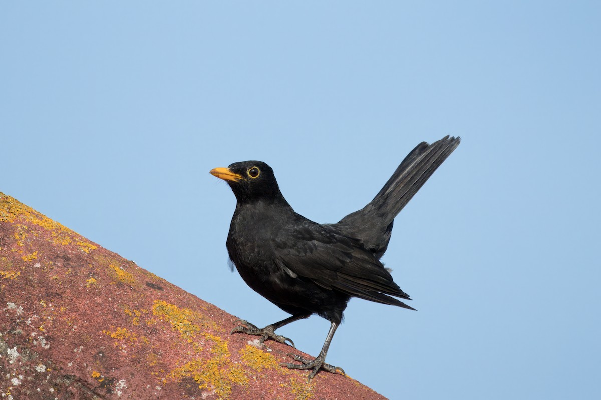 Eurasian Blackbird - ML620700286